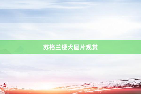 苏格兰梗犬图片观赏